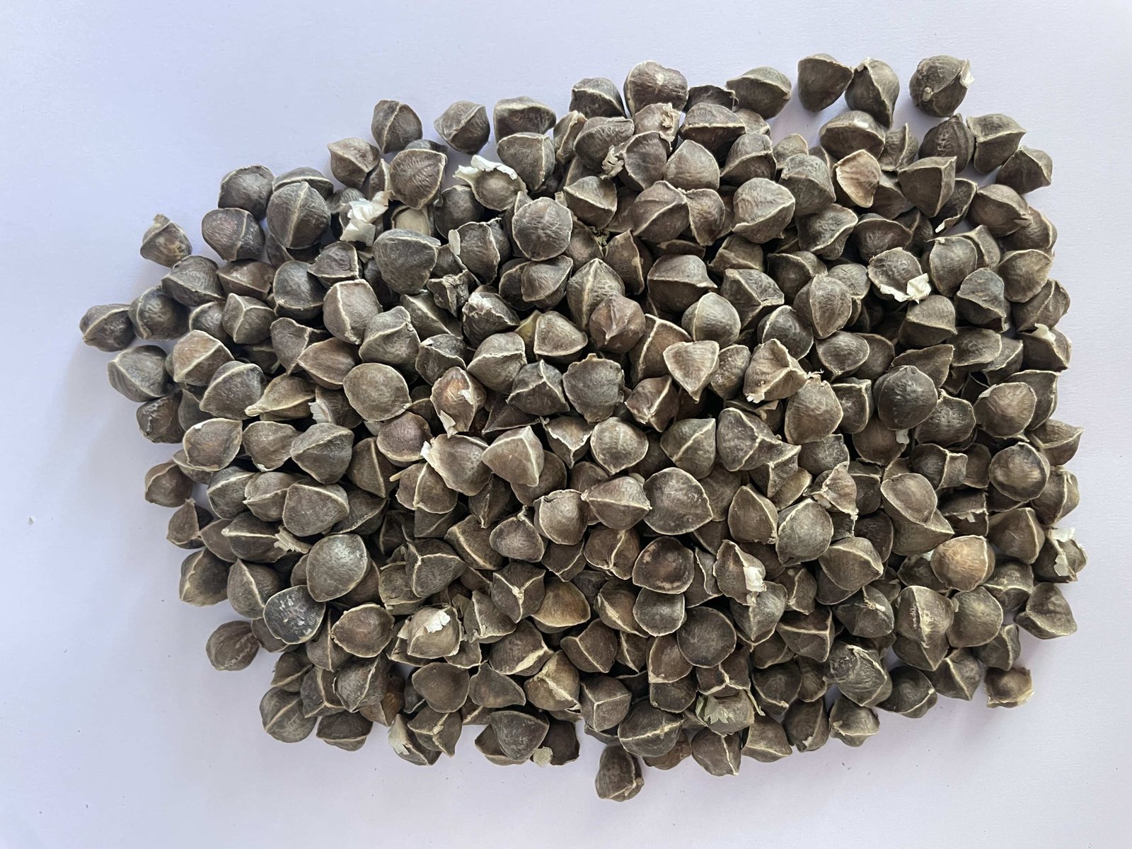 Moringa Seeds